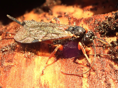 Pimpla turionellae