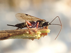 Pimpla turionellae