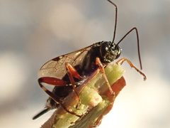 Pimpla turionellae