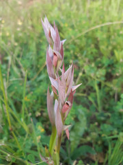 Serapias parviflora