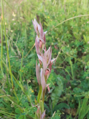 Serapias parviflora