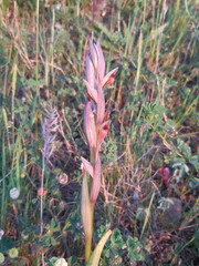 Serapias parviflora