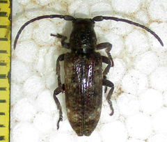 Apomecyna