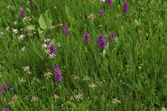 Primula auriculata