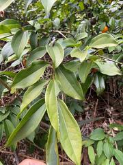 Strychnos angustiflora