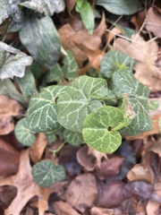 Aristolochia fimbriata