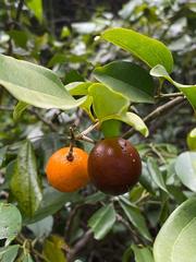 Strychnos angustiflora