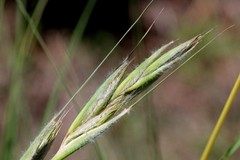 Poaceae