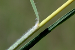 Poaceae