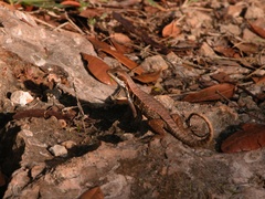 Leiocephalus cubensis