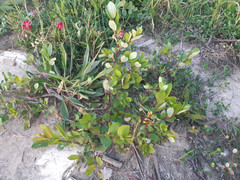 Salix apennina