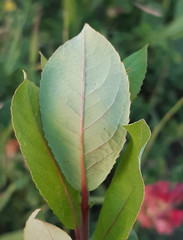 Salix apennina