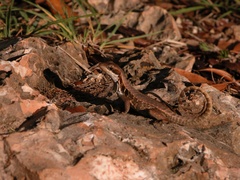 Leiocephalus cubensis