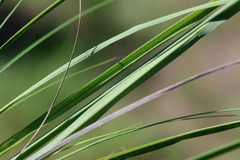 Poaceae
