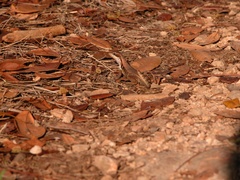 Leiocephalus cubensis
