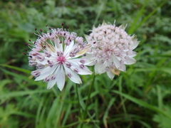 Astrantia trifida