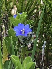 Aristea glauca