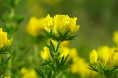 Chamaecytisus austriacus