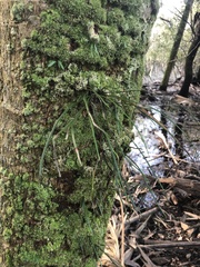 Vittaria lineata image