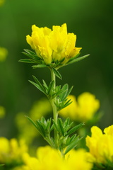 Chamaecytisus austriacus