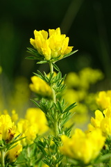 Chamaecytisus austriacus