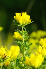 Chamaecytisus austriacus