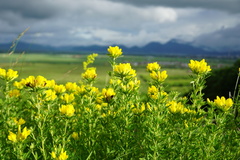 Chamaecytisus austriacus