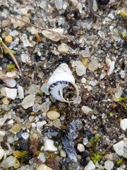 Cochlicella conoidea