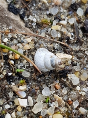 Cochlicella conoidea