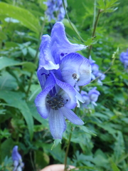 Aconitum nasutum