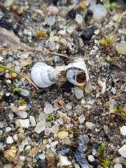 Cochlicella conoidea