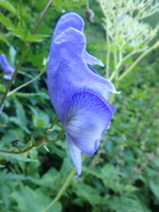 Aconitum nasutum