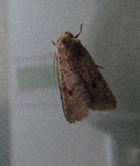Agrochola blidaensis