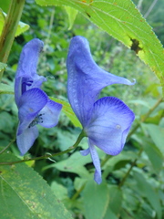 Aconitum nasutum