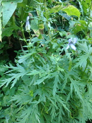 Aconitum nasutum