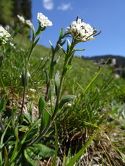 Arabis serpillifolia