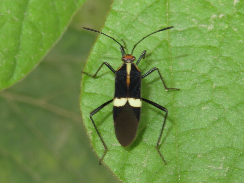 Hypselonotus