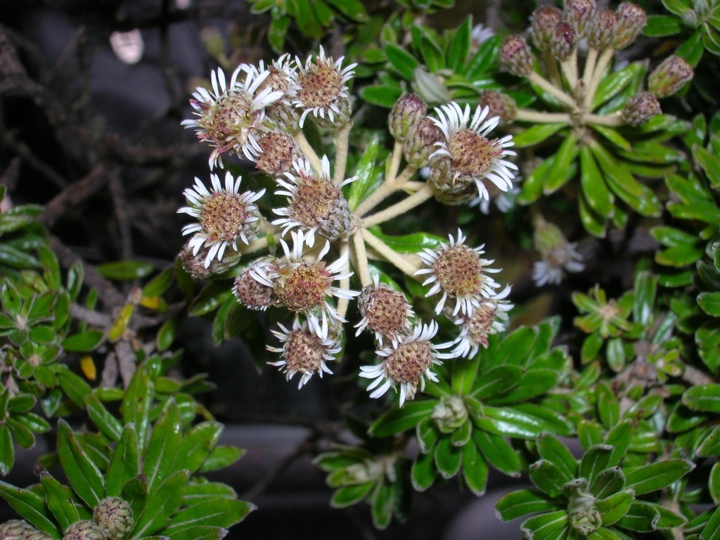 Linochilus heterophyllus