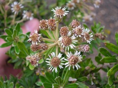 Linochilus heterophyllus