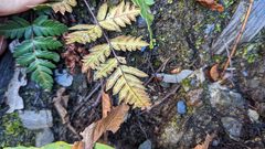 Cheilanthes nitidula