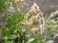 Linochilus heterophyllus