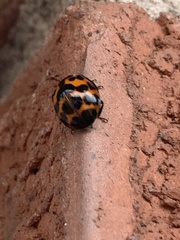 Labidomera clivicollis