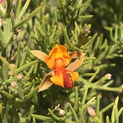 Jacksonia furcellata