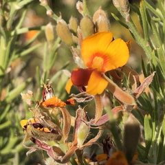 Jacksonia furcellata