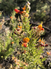 Jacksonia furcellata