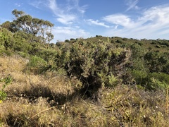 Jacksonia furcellata