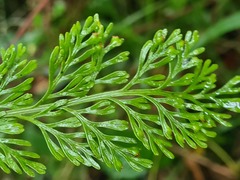 Asplenium theciferum