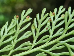Asplenium theciferum