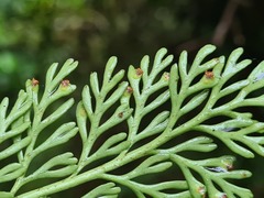 Asplenium theciferum