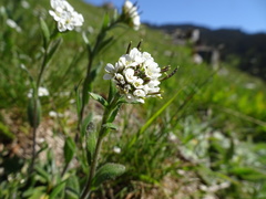Arabis serpillifolia